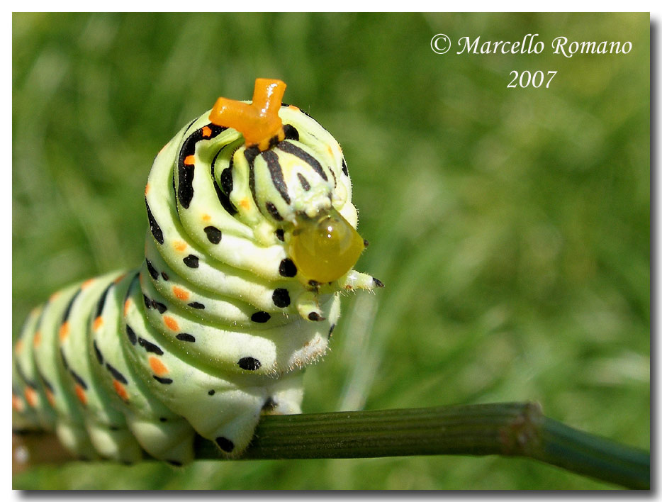 Strategie di difesa: osmeterium del bruco di Papilio machaon